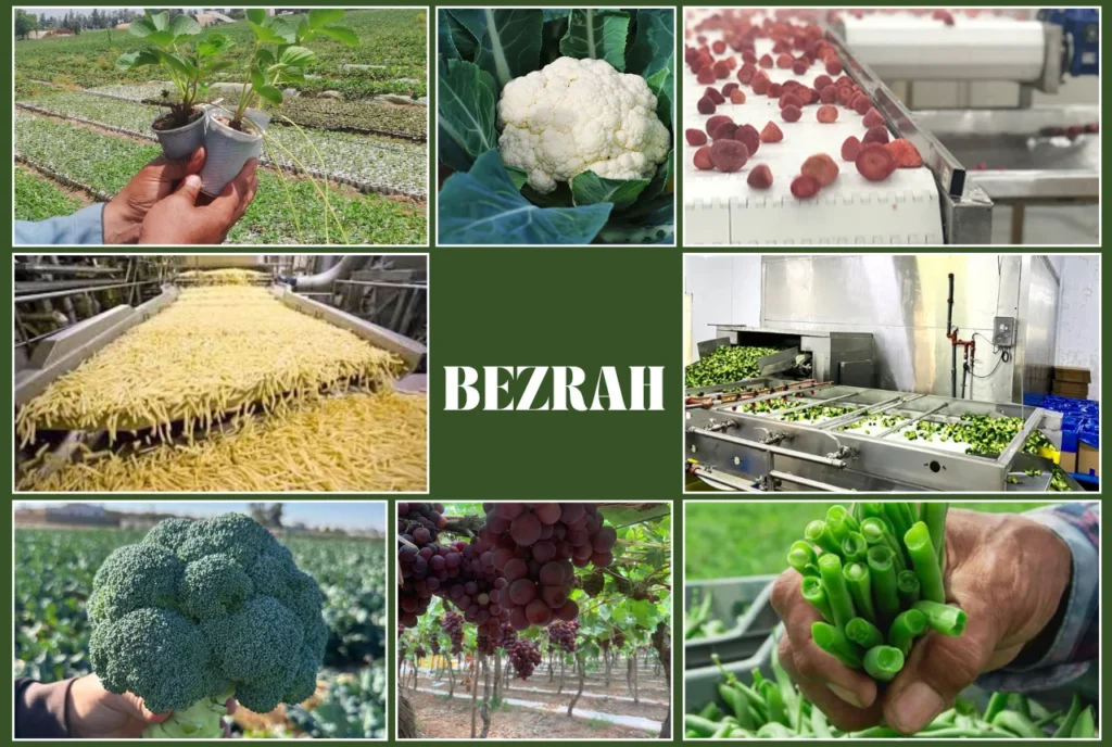 О компании Bezrah — производитель и экспортер замороженных продуктов